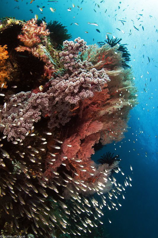 Raja Ampat_Misool by Mathieu Foulquié 