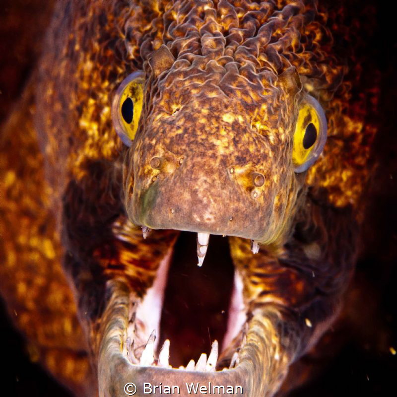 Black Cheek Moray Eel Portrait by Brian Welman 