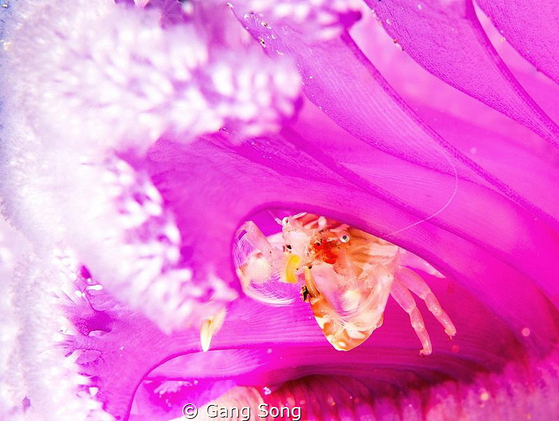 Pink house supper by Gang Song 