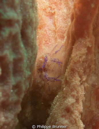 A smal crab inside a sponge by Philippe Brunner 