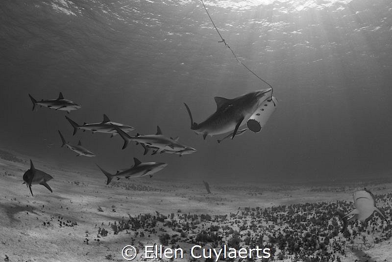 'Shool's out'
Emma, most famous tigershark, getting a gr... by Ellen Cuylaerts 