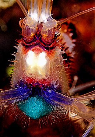 Shrimp & Eggs.
Bahamas.
D2X, 105mm by Rand McMeins 