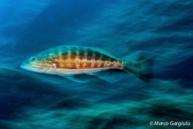 Mooving perch by Marco Gargiulo 