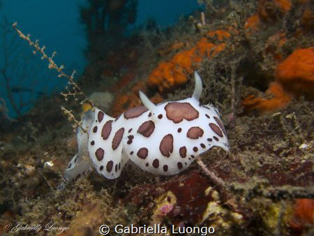 Discodoris atromaculata, shot taken at Banco Di Santa Cro... by Gabriella Luongo 