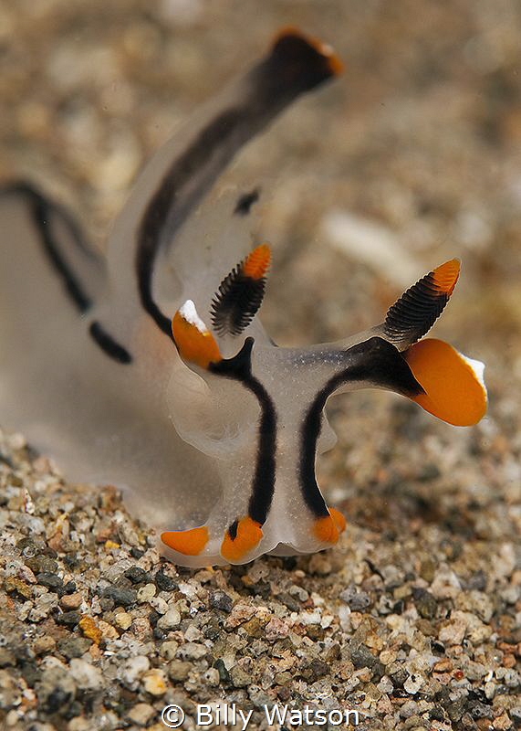 Thecacera picta
Dumaguete by Billy Watson 