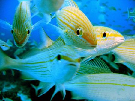 A school of very curious grunts. Taken in Bimini, Bahamas by Ryan Frimel 