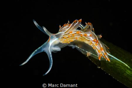 Into the fire! Opalescent Nudibranch on Eel grass. by Marc Damant 