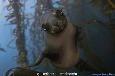 San Benitos - Baby Seelion by Herbert Futterknecht 