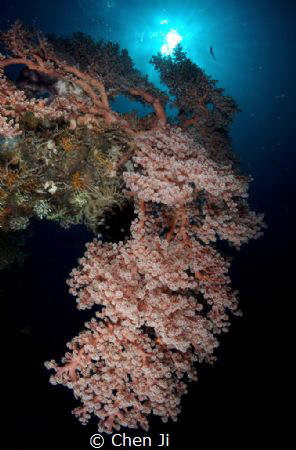 shot from liberty wreck by Chen Ji 