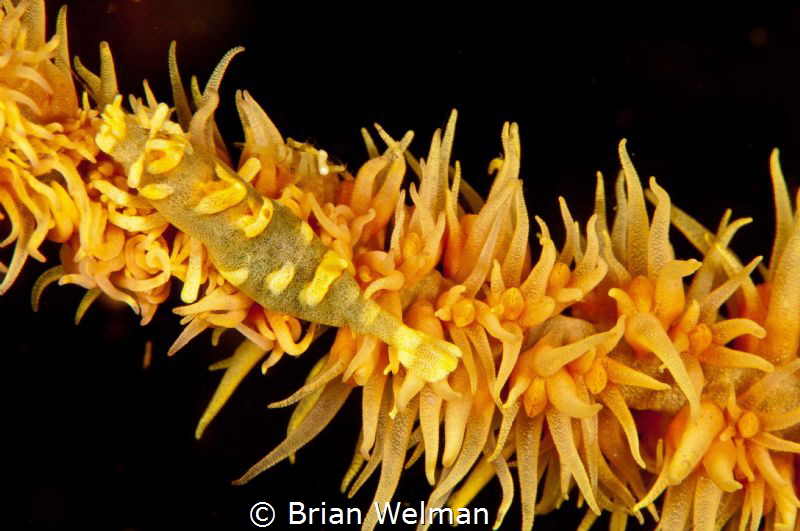 Adult and Juvenile Shrimp on whip coral by Brian Welman 