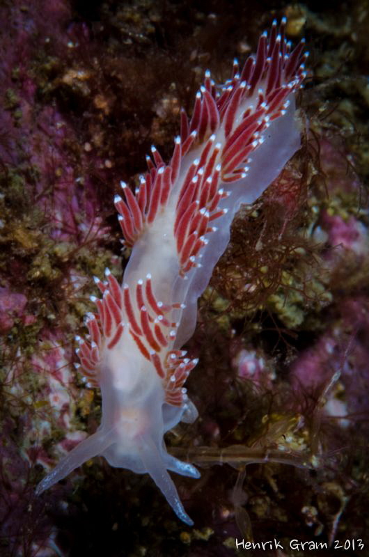 Facelina by Henrik Gram Rasmussen 