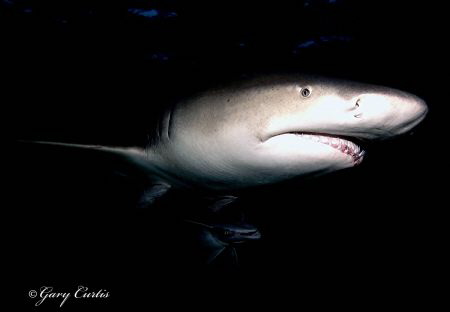 "At Dusk"
Lemon Shark with Remoras. by Gary Curtis 