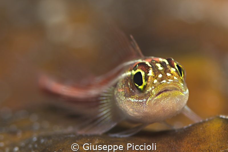 Striped triplefin, Sebayur Island, Komodo area, Indonesia by Giuseppe Piccioli 