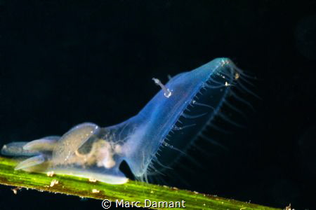 Jelly Teddy! The Hooded Nudibranch always remind me of li... by Marc Damant 