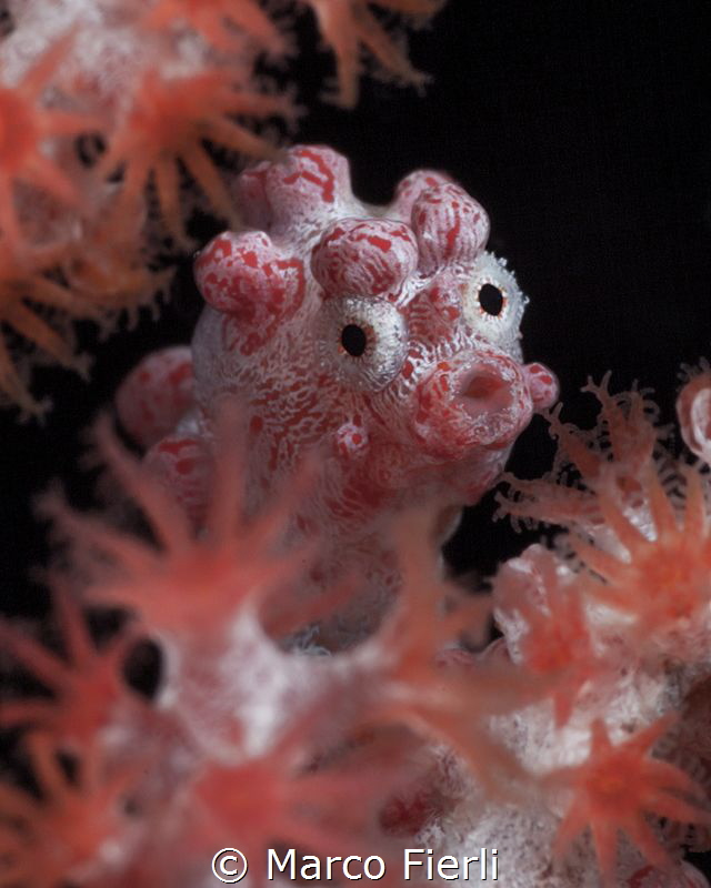 Bargibant's Pigmy Sea Horse, portrait by Marco Fierli 