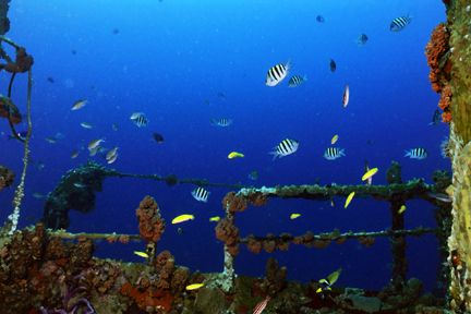 Assorted species on the wreck of the Jane C. Nikonos V, 2... by Matthew Shanley 