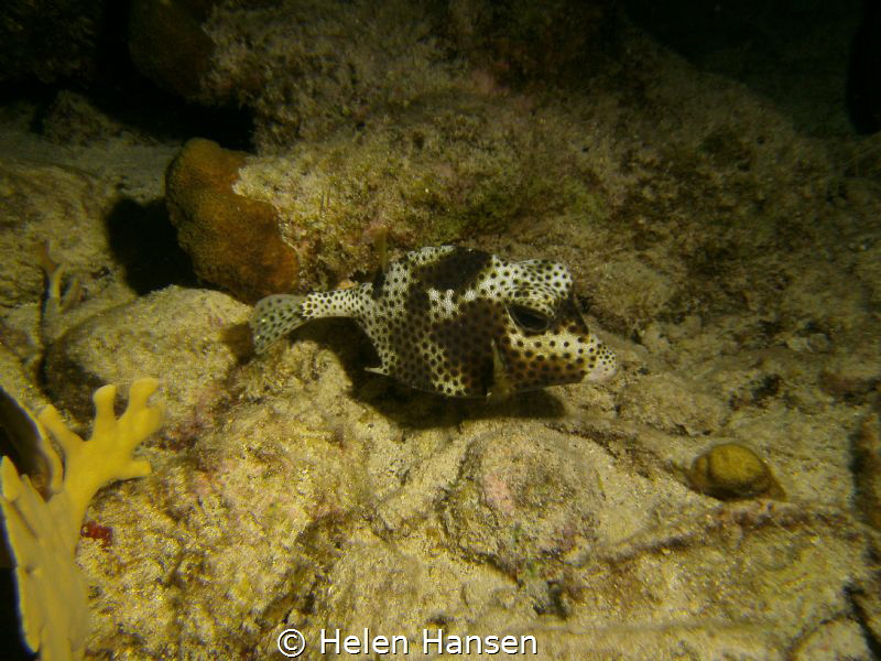 night dive at Salt Pier by Helen Hansen 