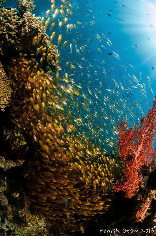 Glas Fish in Sunbeams by Henrik Gram Rasmussen 