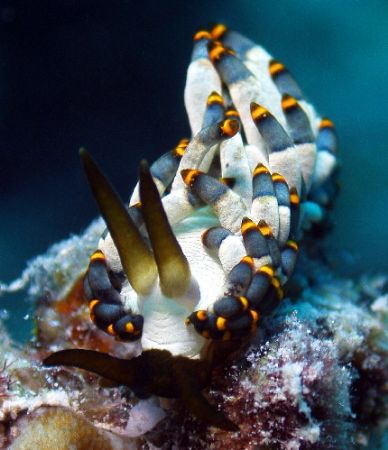 Nudibranch, Great Barrier Reef c5060 tetra, single strobe... by Joshua Miles 