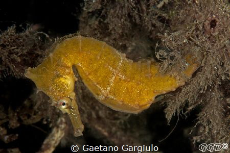 "The golden beauty of the shark-net" by Gaetano Gargiulo 