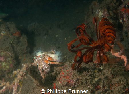Bernard and the crinoid walking by Philippe Brunner 