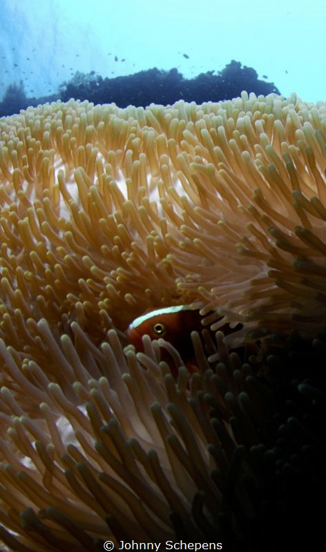 Sipadan searching for the "barracuda tornado" by Johnny Schepens 