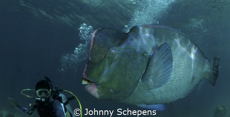 follow Ramil......best dive guide in Sipadan by Johnny Schepens 