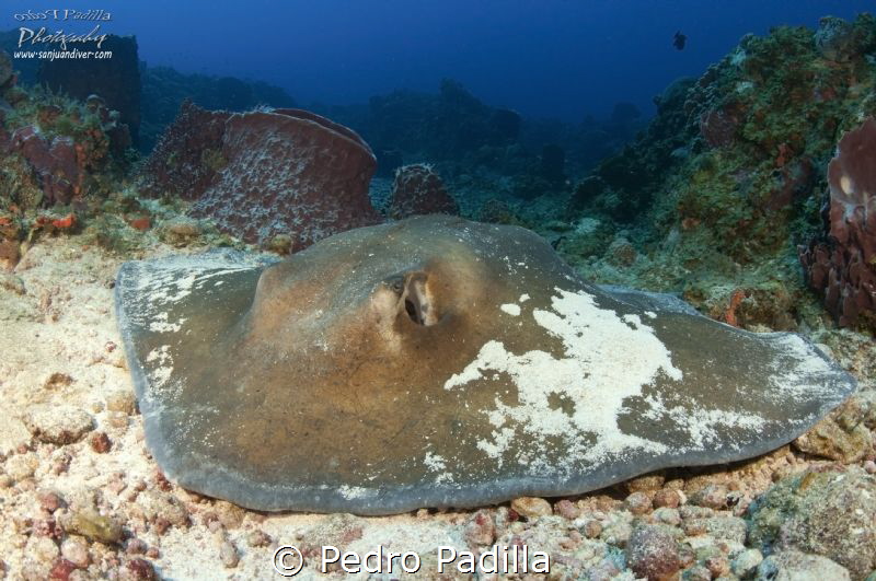 Southern Stingray by Pedro Padilla 