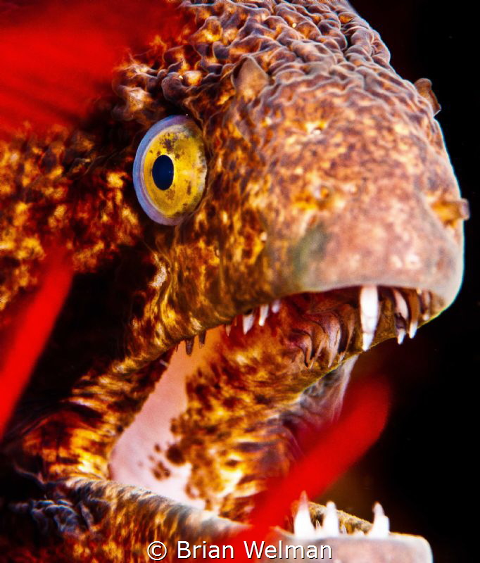 Black Cheek Moray Eel by Brian Welman 