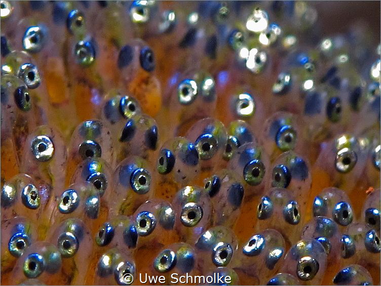 Baby Nemo eyes by Uwe Schmolke 