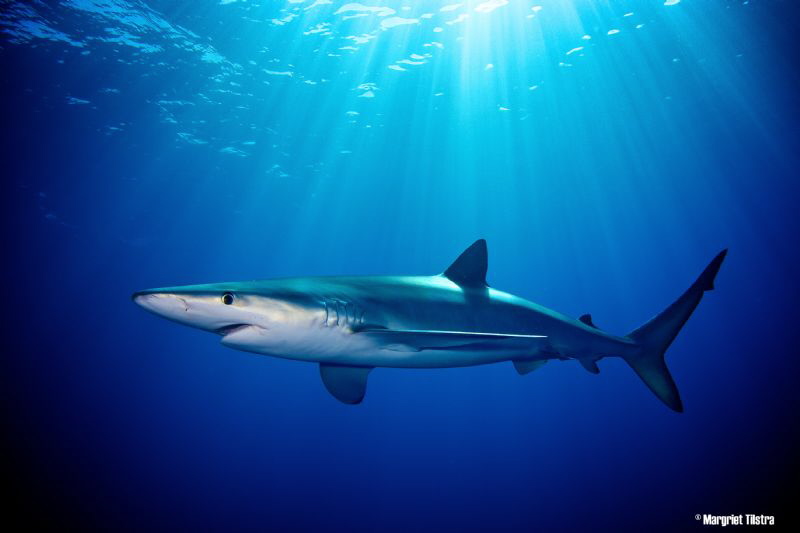 Luminous Blue Shark
Nikon D80, Ikelite housing + two Ike... by Margriet Tilstra 