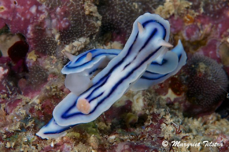 Nudi Love Couple
Nikon D80, Ikelite housing + two Ikelit... by Margriet Tilstra 