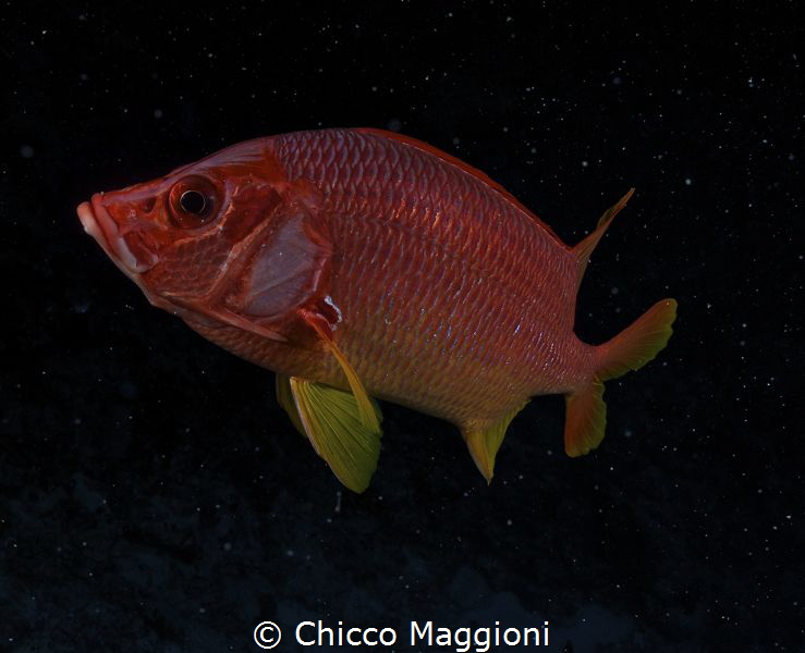 red in to space... by Chicco Maggioni 