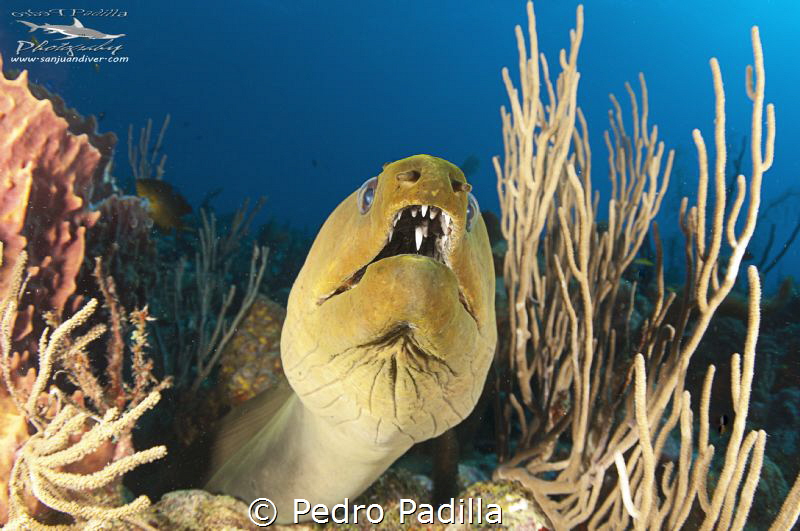 Close encounter with green moray 
Wall Dive Playa Santa ... by Pedro Padilla 