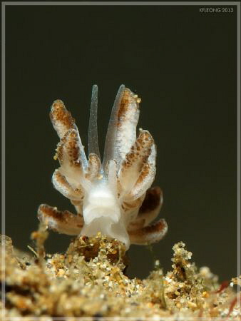 grumpy fella needs a shower by Kf Leong 