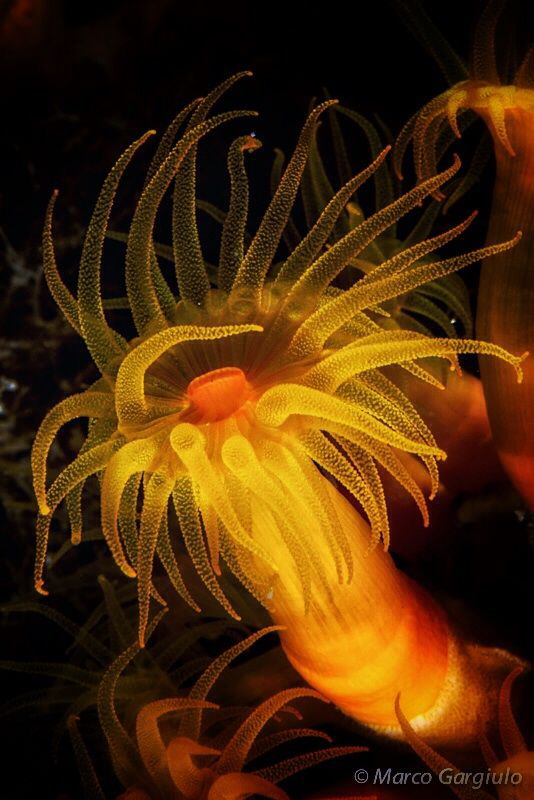 Astroides calycularis by Marco Gargiulo 