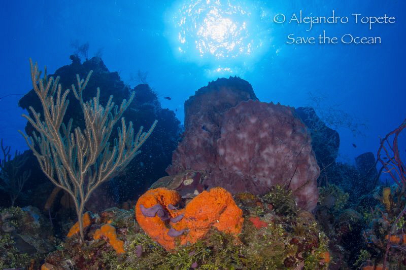 Reef with Sun, Cozumel Mexico by Alejandro Topete 