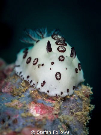 Charge.....! Nudibranch - Jorunna funebris. Ang Thong, Th... by Stefan Follows 