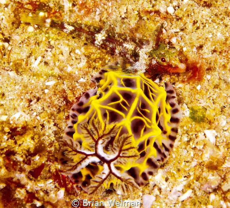 Triple Fin and Nudibranch by Brian Welman 