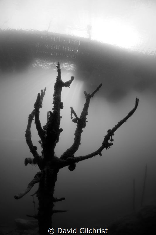 Tree in flooded quarry, Lake Rawlings,VA by David Gilchrist 