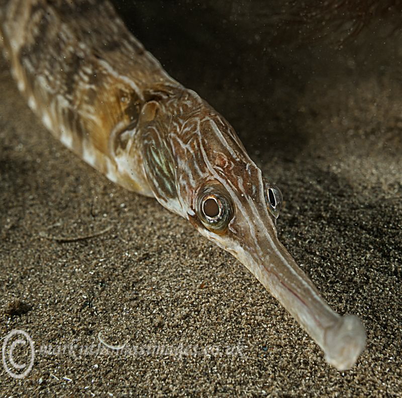 Greater pipefish - Criccieth beach, N. Wales by Mark Thomas 