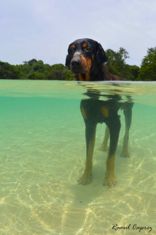 Life guard dog by Raoul Caprez 