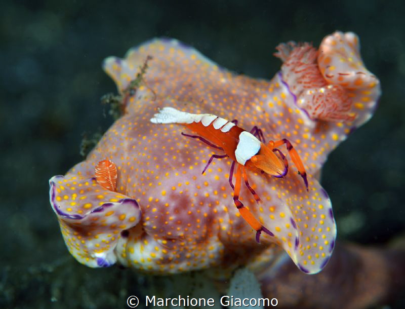 Rider
Lembeh strait.
Nikon d800E, 105 macro, two strobo by Marchione Giacomo 