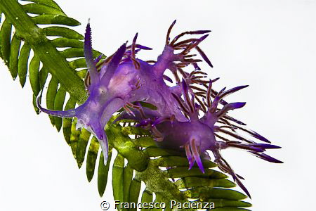 [:b:]PURPLE[:/b:]
Continue my research about creating wh... by Francesco Pacienza 