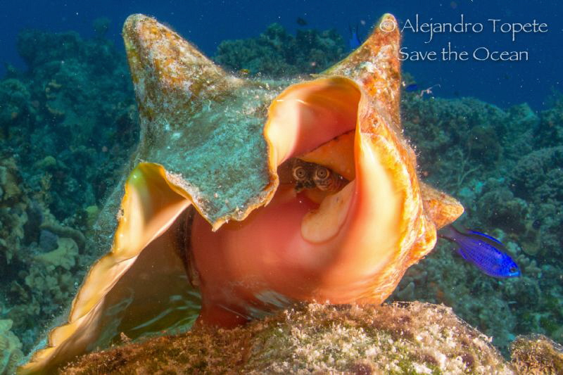 Beautiful Eyes, Cozumel Mexico by Alejandro Topete 