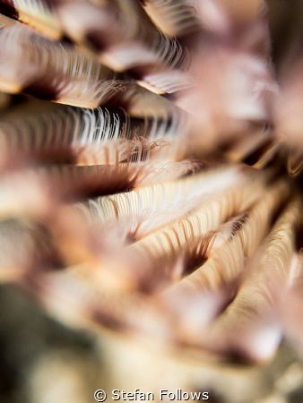 Happy Place. Feather Star - Crinoid sp. Chaloklum, Thaila... by Stefan Follows 