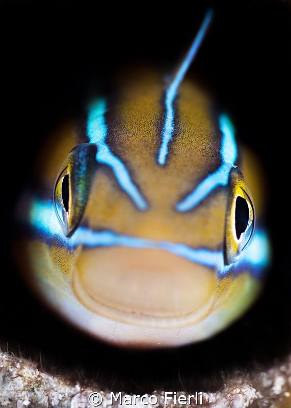 Fang Blenny, portrait by Marco Fierli 