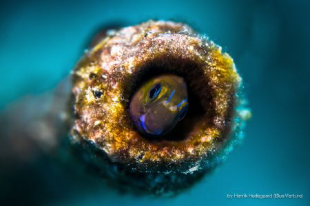 The artificial wreck on the Lumba Lumba house reef is a u... by Henrik Hedegaard 