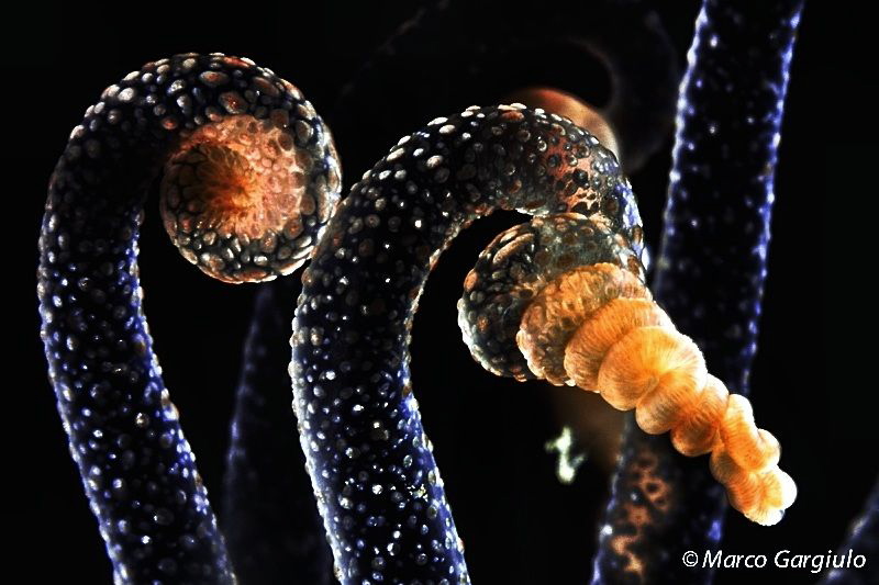 Alicia mirabilis, night dive,  particular by Marco Gargiulo 