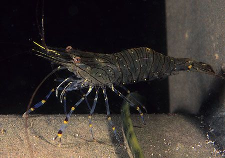 Common prawn.
Aughrusmore harbour, Connemara.
F90X, 60mm. by Mark Thomas 